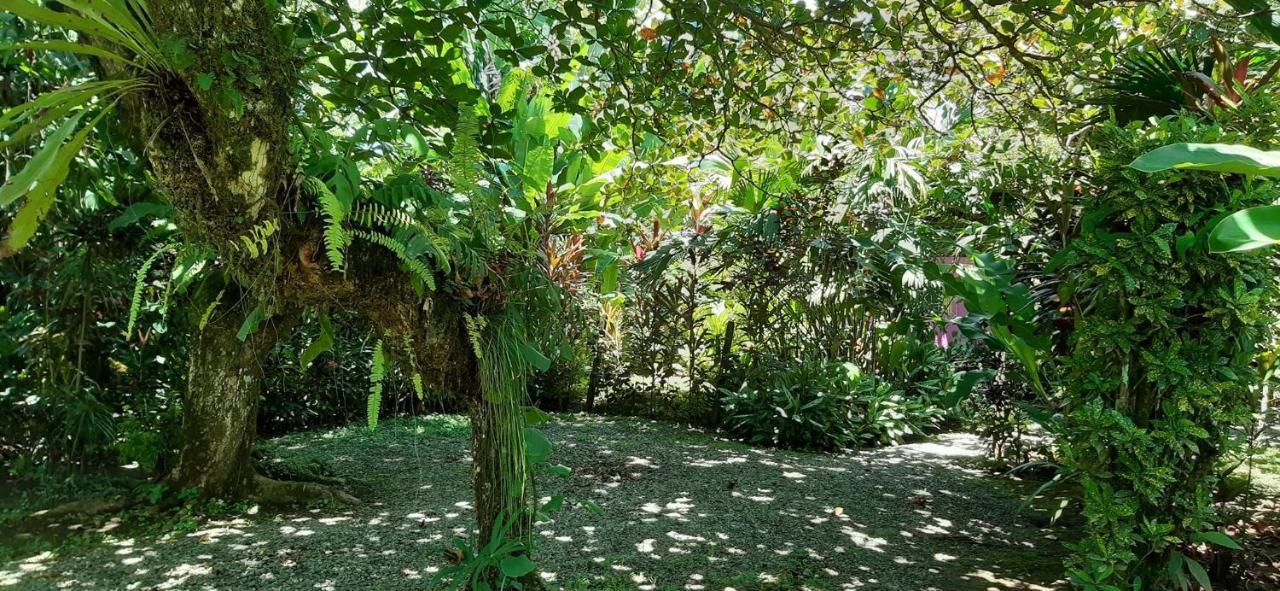 Cabinas Algebra Cahuita Εξωτερικό φωτογραφία